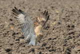 <h5>Short-toed Eagle - חיוויאי - <i>Circaetus gallicus<i></h5>