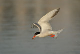 <h5>Common Tern - שחפית ים - <i>Sterna hirundo<i></h5>