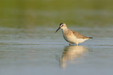 <h5>Curlew Sandpiper - חופית מגלית - <i>Calidris ferruginea<i></h5>