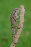 Chameleon - זיקית מובהקת - Chamaeleo chamaeleon