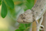 Chameleon - זיקית מובהקת - Chamaeleo chamaeleon