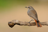 <h5>Common Redstart - חכלילית עצים</h5>