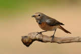 <h5>Common Redstart - חכלילית עצים</h5>