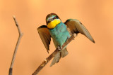 <h5>European Bee-eater - שרקרק מצוי - <i>Merops apiaster<i></h5>