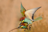 <h5>European Bee-eater - שרקרק מצוי - <i>Merops apiaster<i></h5>