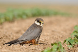 <h5>Eurasian Hobby - בז עצים - <i>Falco subbuteo<i></h5>