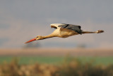 <h5>White Stork - חסידה לבנה - <i>Ciconia ciconia<i></h5>