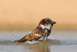 <h5>House Sparrow - דרור הבית - <i>Passer domesticus<i></h5>