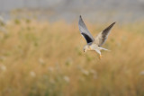 <h5>Black-winged Kite - דאה שחורת כתף</h5>