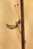 Owlfly - ארימחוש שעיר - Bubopsis andromache