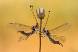 <h5>Owlfly - ארימחוש שעיר - Bubopsis andromache</h5>