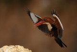<h5>White-throated Kingfisher - שלדג לבן-חזה</h5>