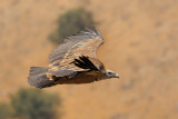 <h5>Griffon Vulture - נשר מקראי - <i>Gyps fulvus<i></h5>