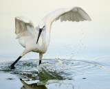 <h5>Little Egret - לבנית קטנה - <i>Egretta grazetta<i></h5>