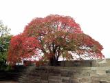The 1st red leave tree that I saw in Osaka