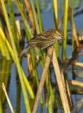 RED WINGED BLACKBIRD