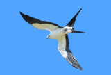 SWALLOW-TAILED KITE