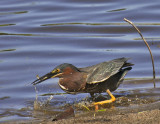 GREEN HERON