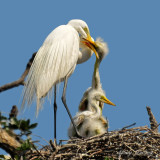 GREAT EGRET AND CHICKS