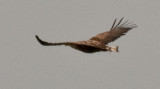 IMG_3958-2.jpg