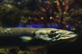 2010_fla_d4_132.jpg