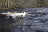 Salaca