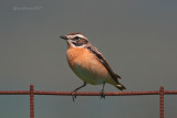 Whinchat (f.)