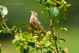 Ortolan Bunting (m.)