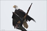 Eagle dry out Skagit Valley