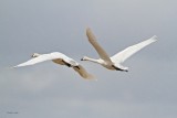 Swans Take Flight