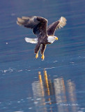 Eagle n Flight