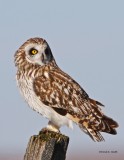 Short_eared_owl West of Spokane