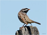 White Crown Sparrow Stretches