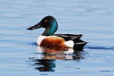 Norther Shoveler; West of Spokane