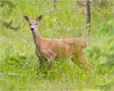 White Tail Doe Newman Lake