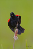 Red Winged Blackbird, Turnbull NWR