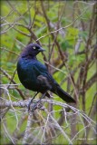 Brewers Blackbird, Turnbull NWR