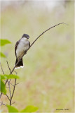Eastern Kingbird Turnbull NWR