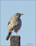 Sage Thrasher