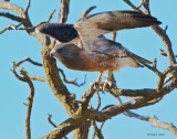 Swainson's Hawk West of Spokane
