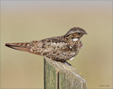 Common Nighthawk, West of Spokane