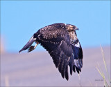 Juvenile Red tail Hawk West of Spokane