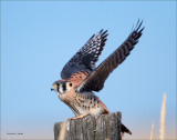 Kestrel, West of Spokane