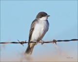 Eastern Kingbird
