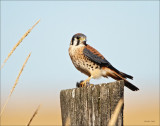 Kestral Lunch  West of Spokane