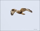 Rough Legged Hawk n Flight