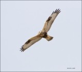 Rough Legged Hawk Eye See You