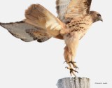 Rough Legged Hawk_Blast Off