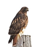 Rough Legged Hawk_On_Frosty Pole