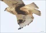 Rough Legged Hawk at Take Off.jpg